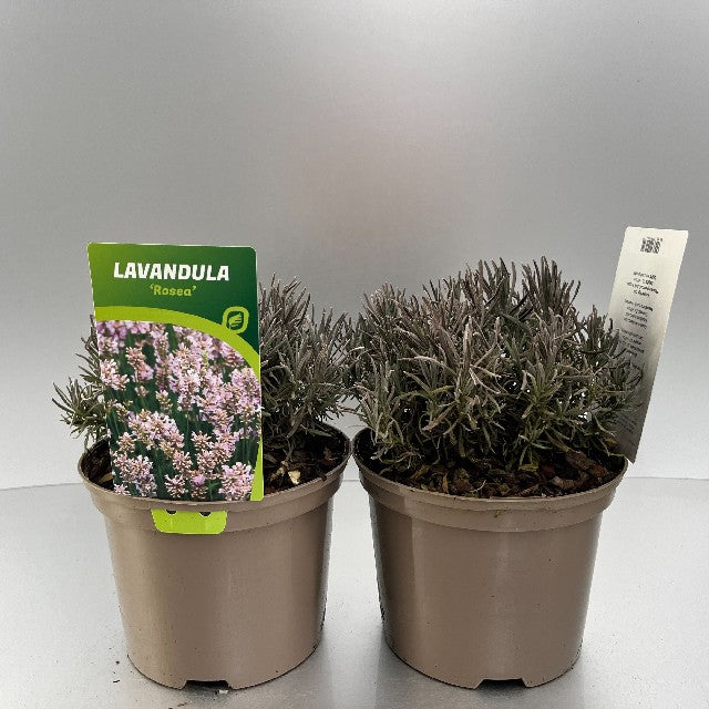 Bilde av Lavandula Rosea-Spanne Plantesalg