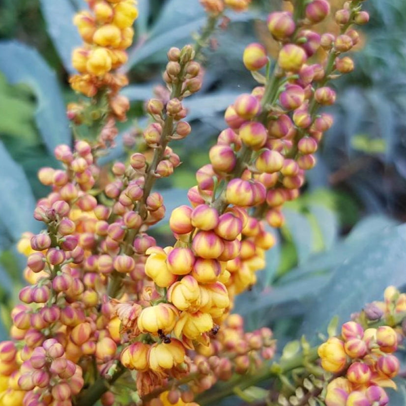 Bilde av Mahonia Volcano-Spanne Plantesalg