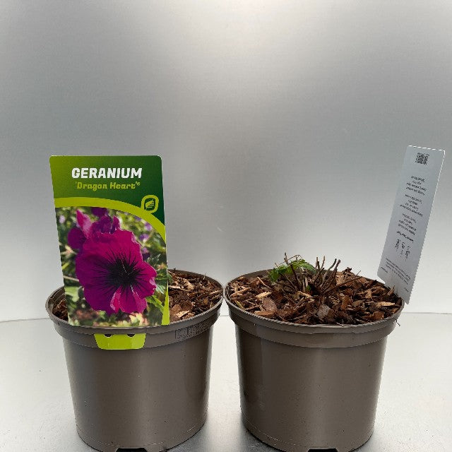 Bilde av Geranium Dragon Heart-Spanne Plantesalg