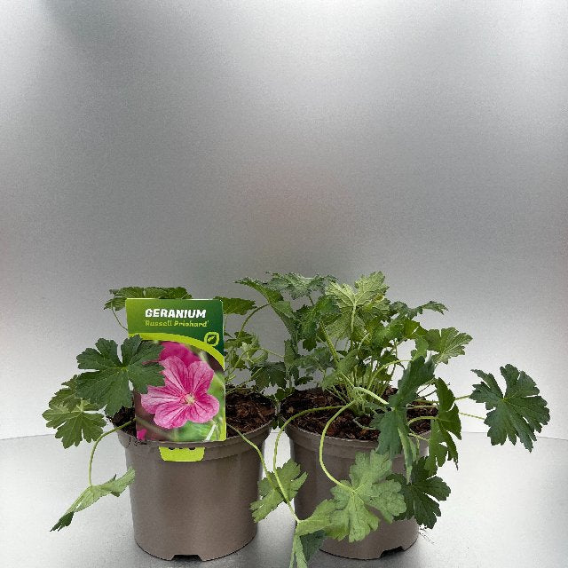 Bilde av Geranium Russell Prichard-Spanne Plantesalg