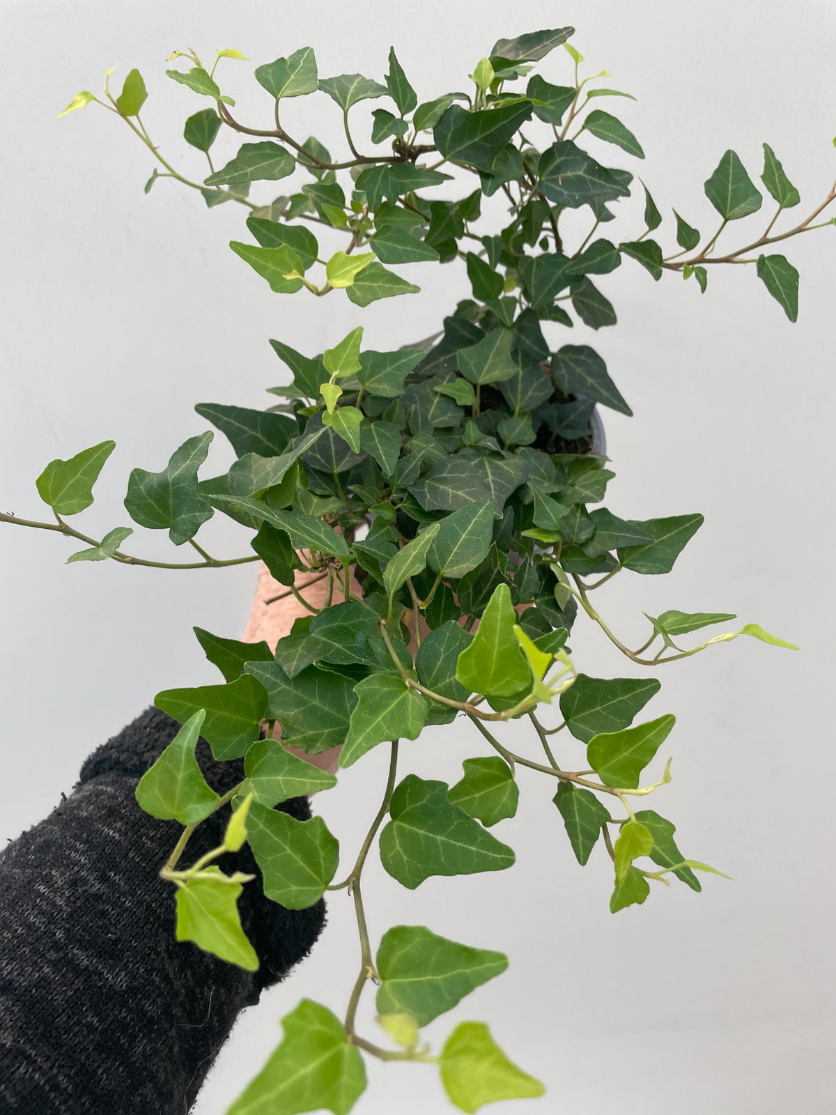 HEDERA HELIX