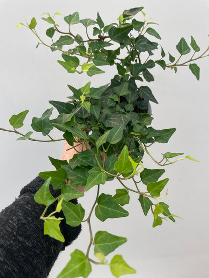 HEDERA HELIX