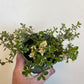 Bilde av Thymus puleg. 'Foxley'-Spanne Plantesalg