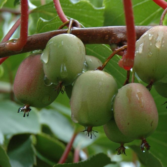 Bilde av Actinidia arguta 'Weiki'-Spanne Plantesalg