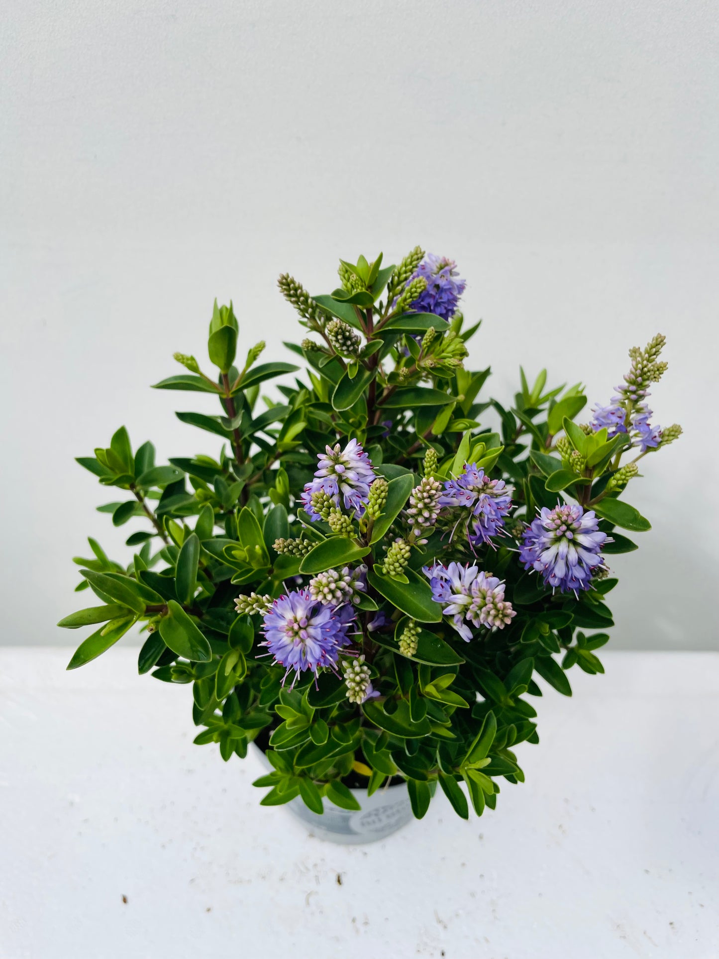 Hebe a. All Blooms Mix