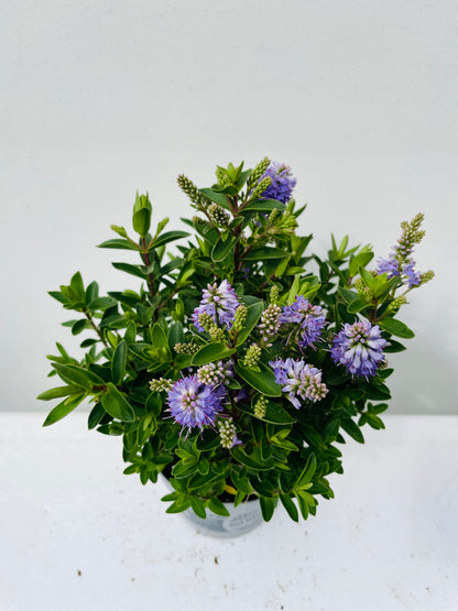 Hebe a. All Blooms Mix