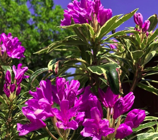 Bilde av Rhododendron Ponticum Varigatum-Spanne Plantesalg