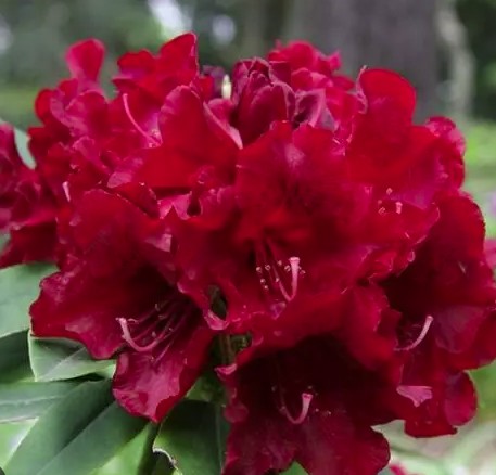 Bilde av Rhododendron Yakushimanum Dopey-Spanne Plantesalg