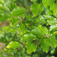 Bilde av Fagus Sylvatica-Spanne Plantesalg