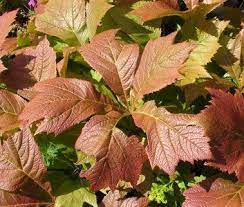 Bilde av Rodgersia Braunlaub-Spanne Plantesalg