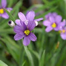 Bilde av Sisyrinchium Lucerne-Spanne Plantesalg