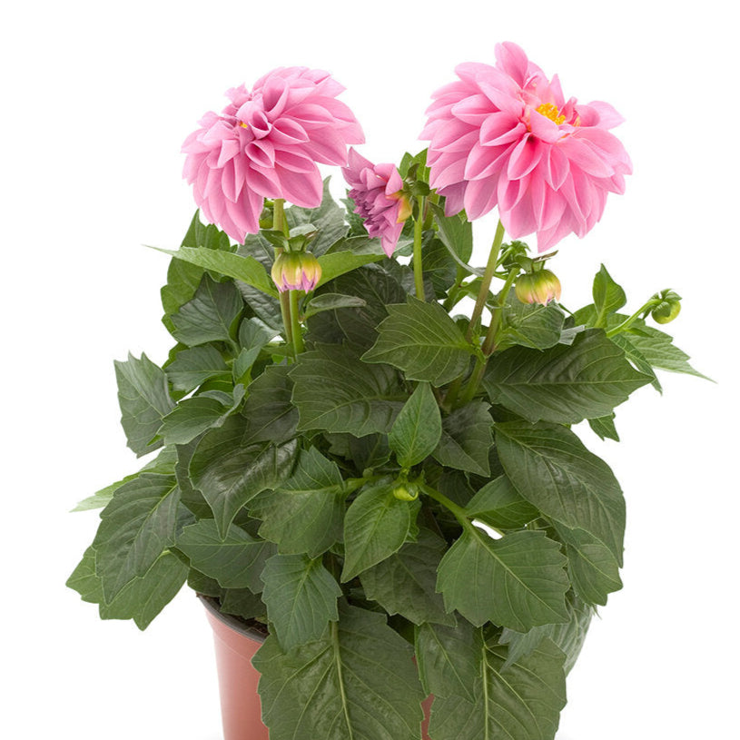 Bilde av Dahlia coc. Dahlietta Emily , 2 For 79,90-Spanne Plantesalg