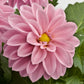 Bilde av Dahlia coc. Dahlietta Emily , 2 For 79,90-Spanne Plantesalg