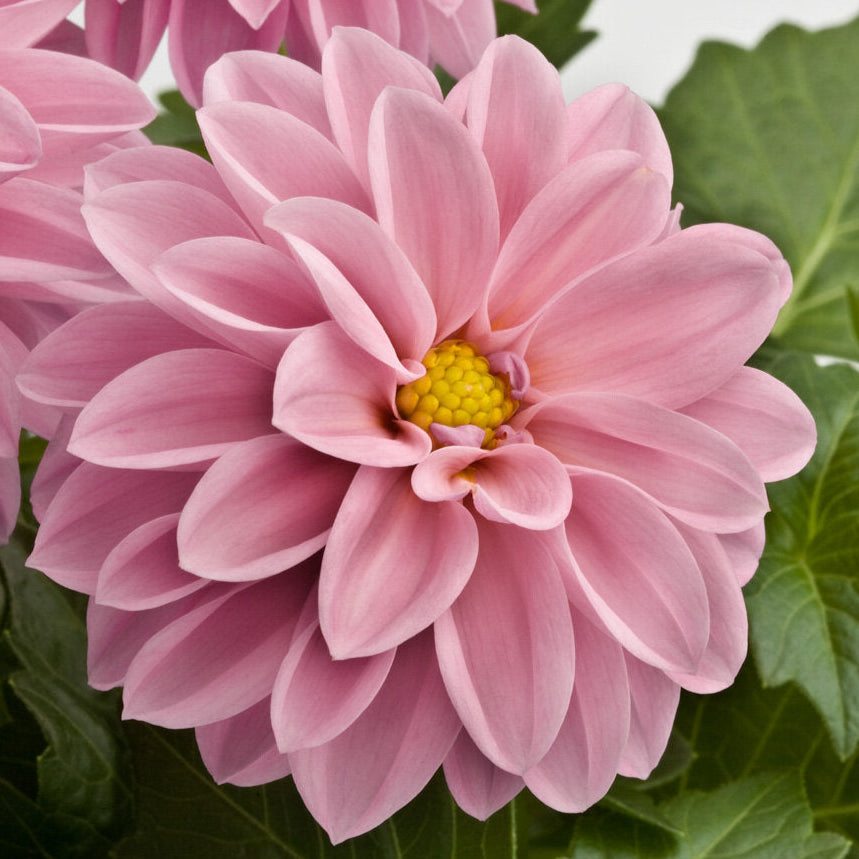 Bilde av Dahlia coc. Dahlietta Emily , 2 For 79,90-Spanne Plantesalg