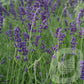 Bilde av Lavandula Hidcote-Spanne Plantesalg