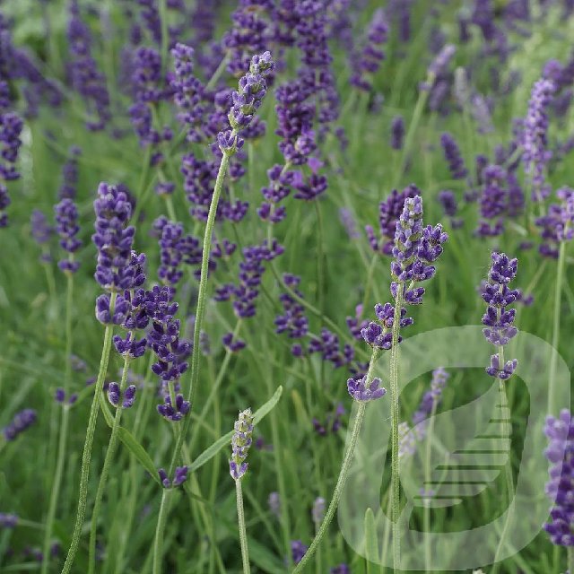 Bilde av Lavandula Hidcote-Spanne Plantesalg