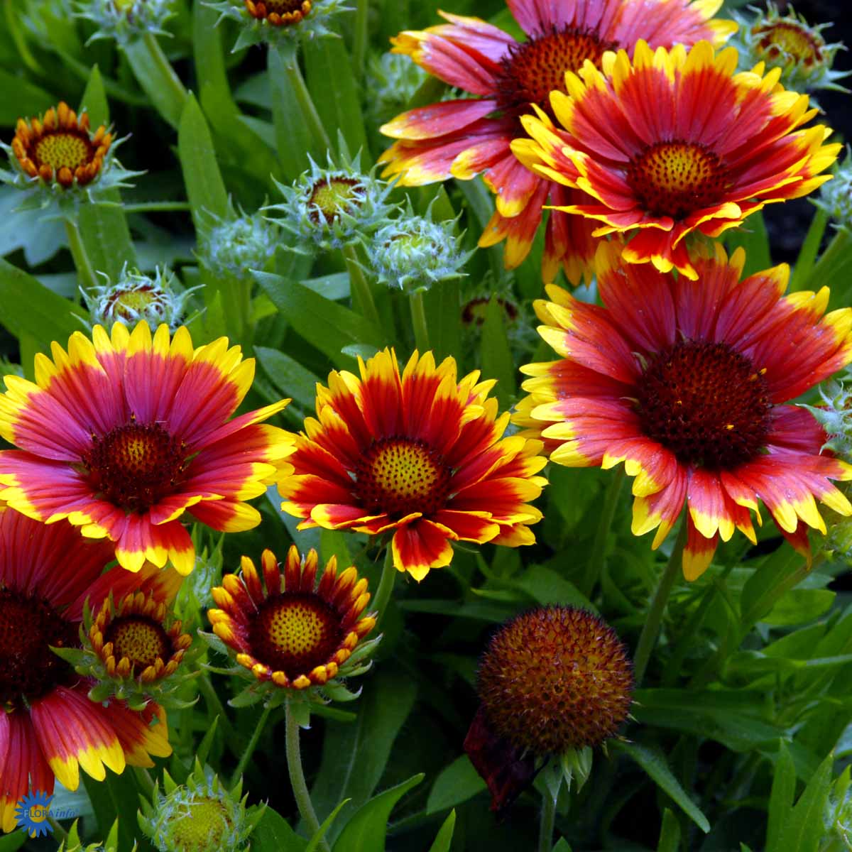 Bilde av Gaillardia 'Arizona Sun'-Spanne Plantesalg