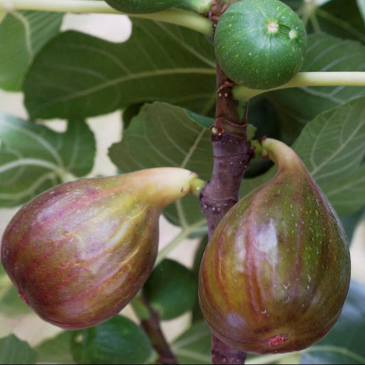 Bilde av Ficus carica 'Madeleine des deux Saisons'-Spanne Plantesalg