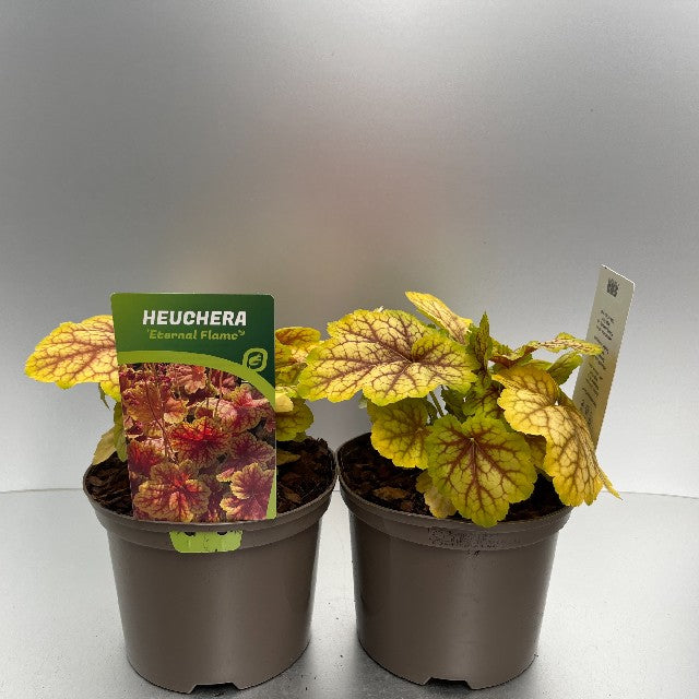 Bilde av Heuchera Eternal Flame®-Spanne Plantesalg