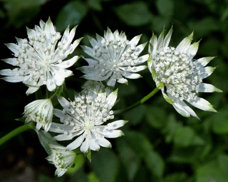 Bilde av Astrantia Major Shaggy-Spanne Plantesalg