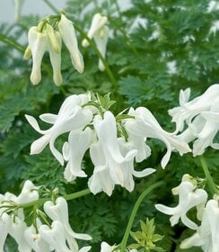 Bilde av Dicentra White Diamonds-Spanne Plantesalg