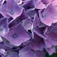 Bilde av Hydrangea Macr. Cote D Azur-Spanne Plantesalg