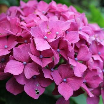 Bilde av Hydrangea Macr. Leuchtfeuer-Spanne Plantesalg