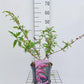 Bilde av Buddleja Davidii Pink Delight-Spanne Plantesalg