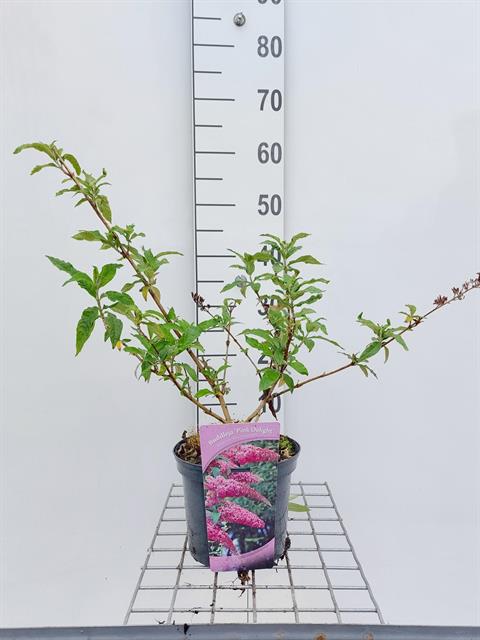 Bilde av Buddleja Davidii Pink Delight-Spanne Plantesalg