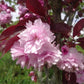 Bilde av Prunus Serrulata Royal Burgundy Str 24Cm-Spanne Plantesalg