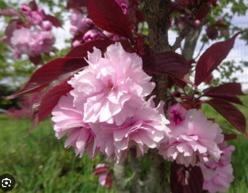 Bilde av Prunus Serrulata Royal Burgundy Str 24Cm-Spanne Plantesalg