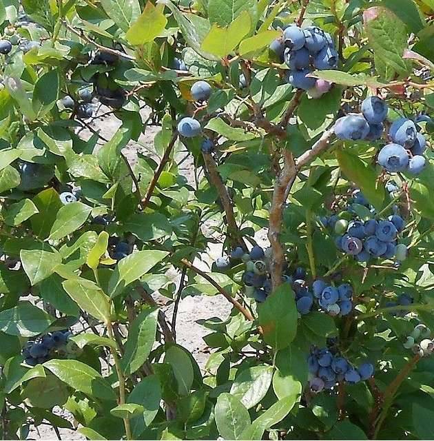 Bilde av Blåbær Bluecrop®-Spanne Plantesalg