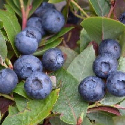 Bilde av Vaccinium Corymbosum Brigitta Blue-Spanne Plantesalg