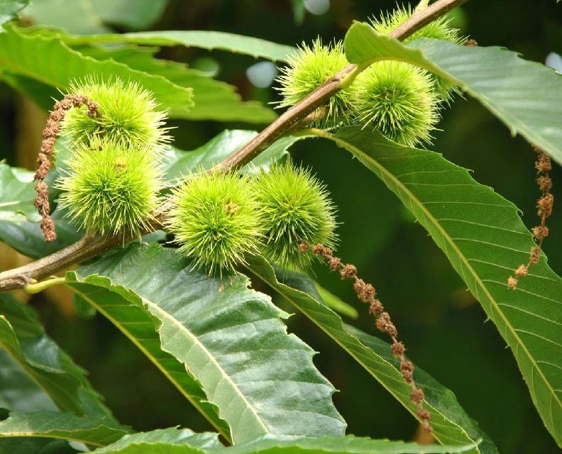 Bilde av Castanea Sativa /Ekte Kastanje-Spanne Plantesalg