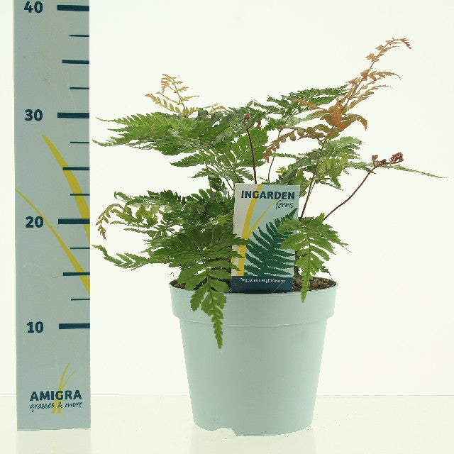 Bilde av Dryopteris Erythrosora-Spanne Plantesalg