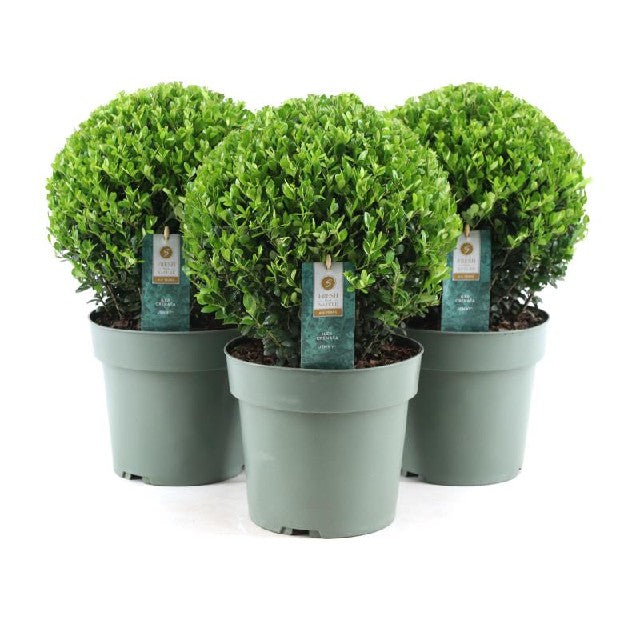 Bilde av Ilex Crenata Jenny®-Spanne Plantesalg