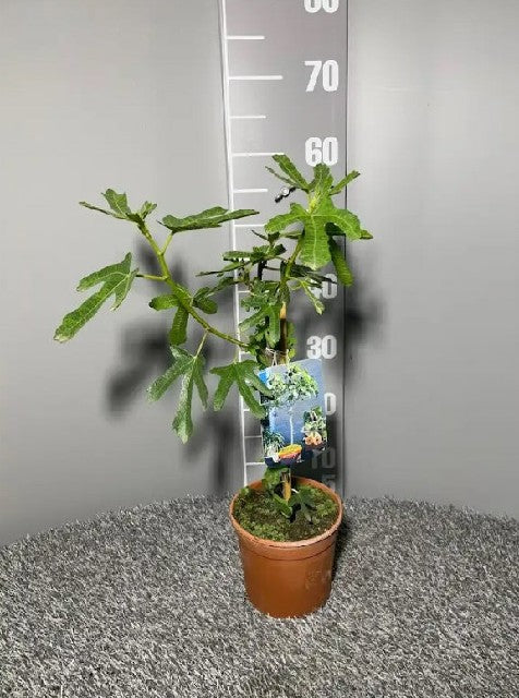 Bilde av Ficus Carica Bornholm-Spanne Plantesalg