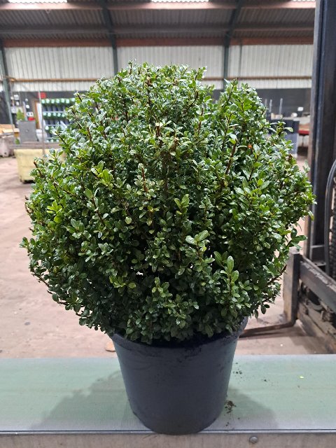 Bilde av Ilex Crenata Caroline Upright-Spanne Plantesalg