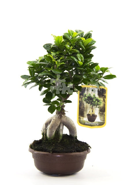 Bilde av Ficus Microcarpa Ginseng Str 17Cm-Spanne Plantesalg