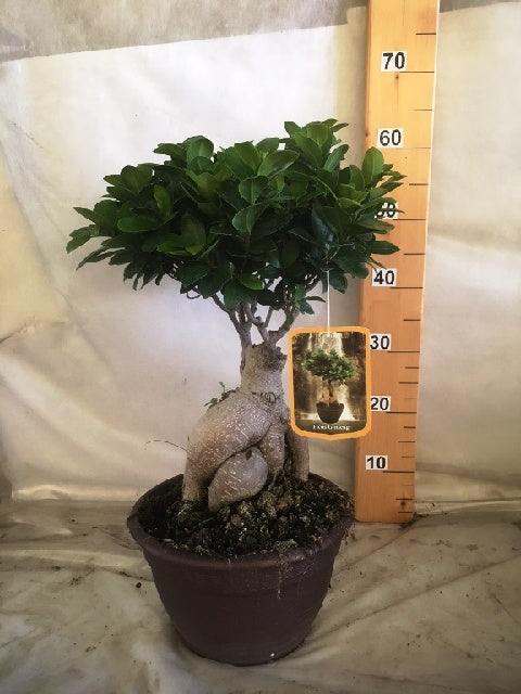 Bilde av Ficus Microcarpa Ginseng Str 25Cm-Spanne Plantesalg