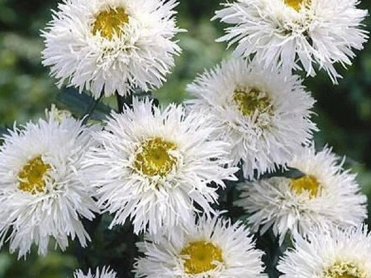 Bilde av Leucanthemum (S) 'Laspider'-Spanne Plantesalg