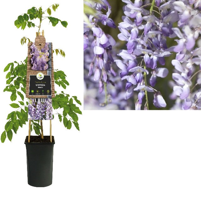 Bilde av Wisteria Sinensis-Spanne Plantesalg