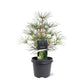 Bilde av Sciadopitys Verticillata Str 23Cm-Spanne Plantesalg