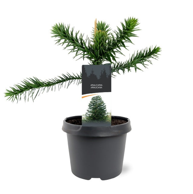 Bilde av Araucaria Araucana-Spanne Plantesalg