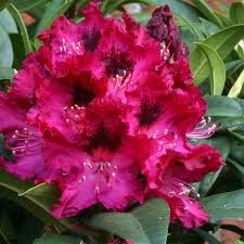 Bilde av Rhododendron Marie Forte-Spanne Plantesalg