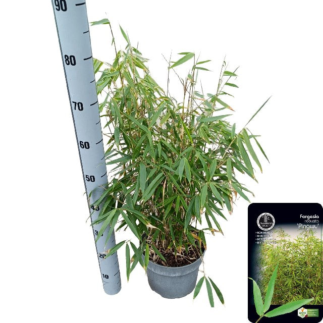 Bilde av Fargesia Robusta Pingwu® Str 23Cm-Spanne Plantesalg