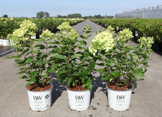 Bilde av Hydrangea Pan. Little Lime Proven Winners®-Spanne Plantesalg