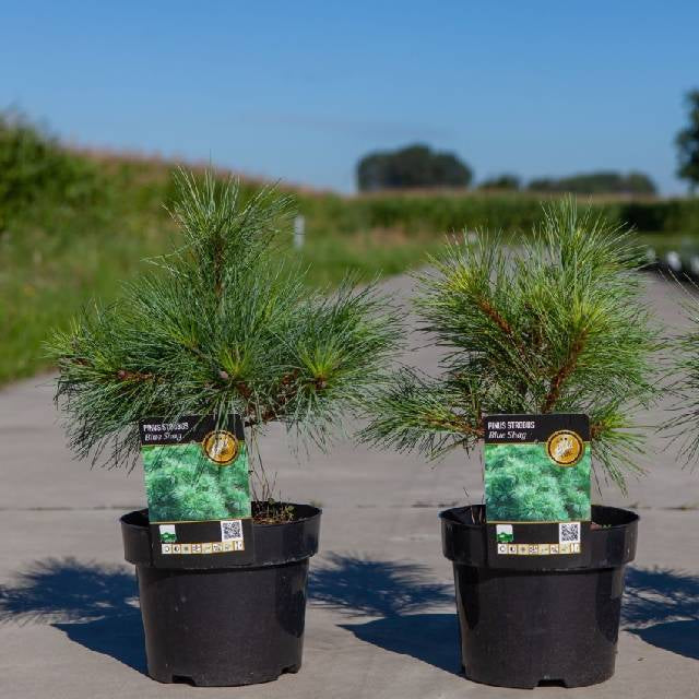 Bilde av Pinus Strobus Tiny Curls-Spanne Plantesalg