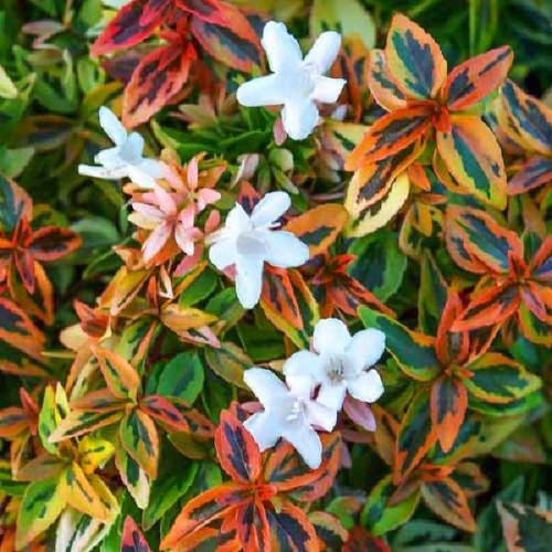 Bilde av Abelia Grandiflora Tricolor Charm-Spanne Plantesalg