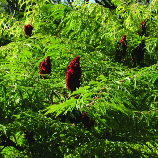 Bilde av Rhus Glabra Laciniata-Spanne Plantesalg